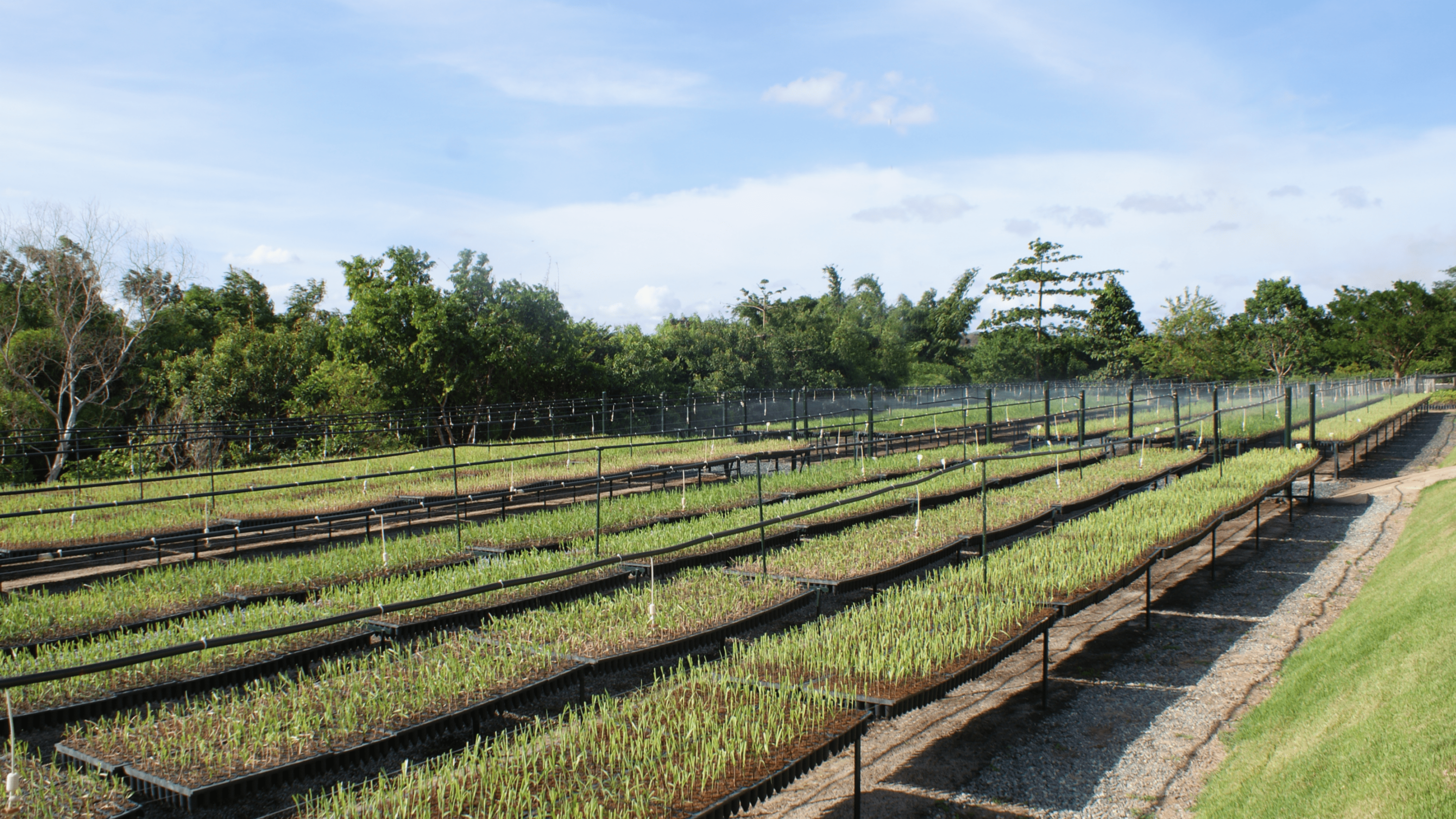 Centro de produção de mudas de espécies florestais.